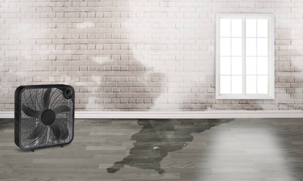 Best Carpet water damage restoration  in Melbourne, AR
